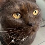 Jane the cat 😸 - @jane.bosmans - Instagram