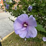 Jane Sites Bossler - @jcbossler - Instagram
