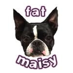 Maisy Jane - Boston Terrier - @fatmaisy - Instagram