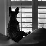 Olivia Jane Bouvier - @oliviajane_bouvier_frenchie - Instagram