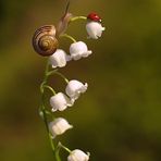 Jane Bowser - Facebook