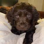 Ruby Jane the Boykin - @boykinrubyjane - Instagram