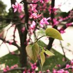 Jane Bradbury, Ph.D. - @botanist_rising - Instagram