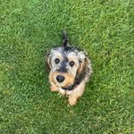 Bramble the cockapoo - @bramblejanetonks - Instagram