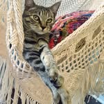 Beatrice Jane Branson - @bea_jane_thecat - Instagram