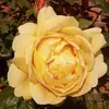 janebremner293 - @janebremner293 - TikTok