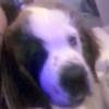 janellebreneman16 - @fiona_the_dog11 - TikTok