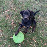 Ivy-Jane - @ivyjane_thebrindlelab - Instagram