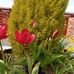 Jane Brindle - Facebook