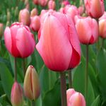 Jane Brinkman 🌷 - @janestulips4 - Instagram