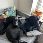 Jane Brodie - @ollie_and_stan_double_trouble - Instagram