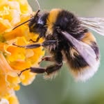 Jane Burdette - @bumbleburd - Instagram