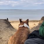 Jane butts - @jane.thecorgi - Instagram
