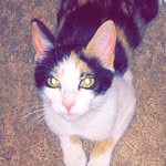 Alani Jane The Calico - @_alanijane_ - Instagram