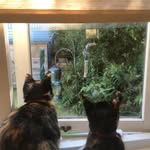 Calico Cats Jane - @cats.calicojane - Instagram