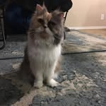 Sally Jane - @sally_jane_the_calico_persian - Instagram