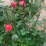 Jane - @janecalvocannes - Instagram