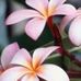 Janet Cappelletti - Facebook