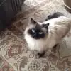 janecarbone2 - @jane.carbone2 - TikTok