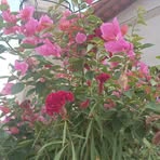 Jane Carvalho - Facebook