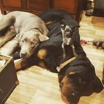 Jane's Canine Cassell - @janescaninecassell - Instagram