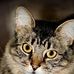 Jane Cathcart - Facebook