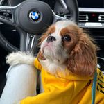 Кавалер Кинг Чарльз Спаниель 🐶♥️ - @maryjane_thecavalier - Instagram