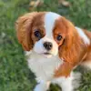 Aurora Jane - @aurorajane_thecavalier - TikTok