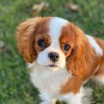 Aurora Jane - @aurorajane_thecavalier - Instagram