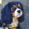 Calamity Jane 🐶 - @cavalier_jane - TikTok