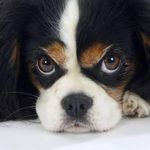 Cavalier - @riodejaneirocavalier - Instagram