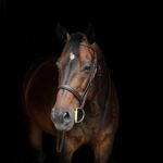 Cavaliere Passion - @cavaliere_jane - Instagram