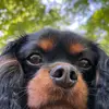 Eliza Jane The Cavalier - @eliza.jane477 - TikTok