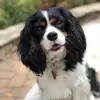 Jane Austen Cavalier - @janeaustencavalier - TikTok