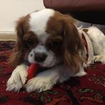 Jane - @jane.cavalier - Instagram