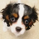 Jane - @janethecavalier - Instagram