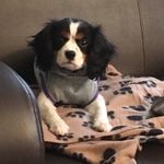 Jane the Cavalier - @jane_the_cav - Instagram