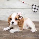 Lady Jane 🐶🌸 - @lady_janecavalier - Instagram
