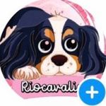 Riocavalier - @canil.cavalier.rio.de.janeiro - Instagram