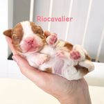 Riocavalier - @cavalier.rio.de.janeiro.canil - Instagram