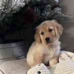 winnie jane cavin - @winniejthegolden - Instagram