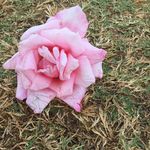 Heidi Jane Meler Chilton - @heidijanemeler - Instagram