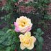 Jane Clardy - Facebook