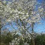 Jane Cliff - @janecliff39 - Instagram