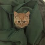 Colby Jane - @colby_jane_kitty - Instagram