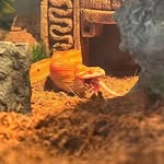 Jane Coley - @lopketetzel - Instagram