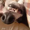 Jane Collie - @janecollie - TikTok