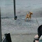 Kitty Perez - @jane.colon.583 - Instagram