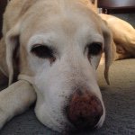 Jane Colson - @tiredmomofdmk - Instagram