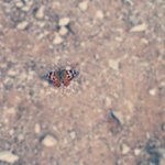 Jane Combs - @chiniana - Instagram